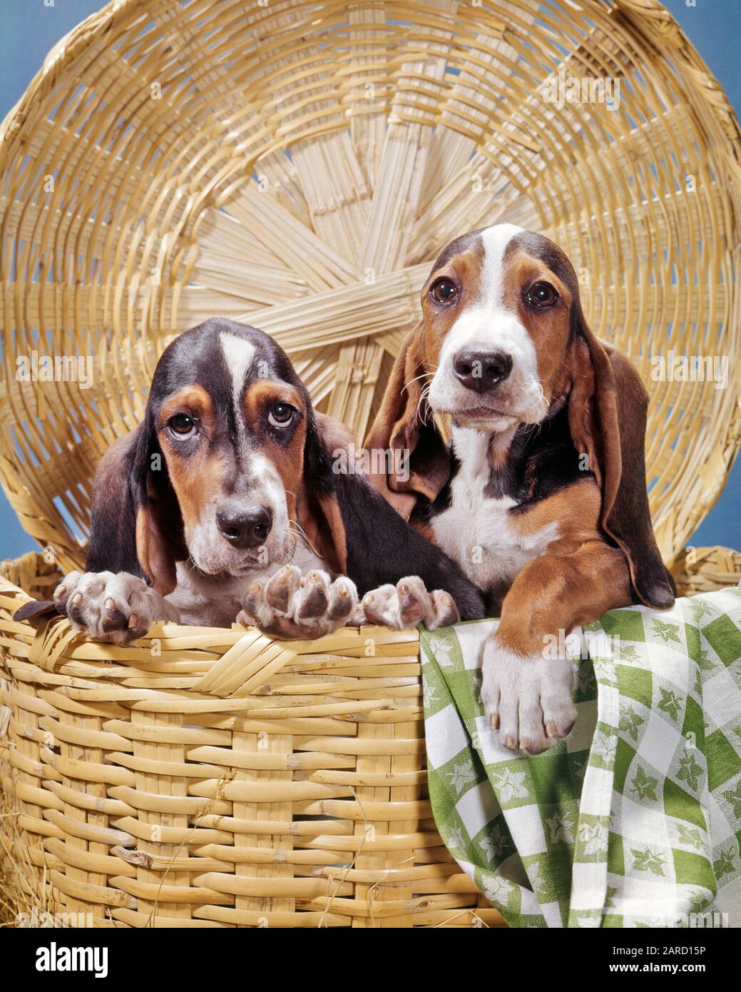 1960S BASKET CON DUE CURIOSI SAD EYED BASSET HOUND CUCCIOLI E VERDE E BIANCO PANNO A SCACCHI - KD2969 PHT001 HARS COMMEDIA FUGA CANINA CHECKED MAMMIFERO COLPEVOLE INSIEME PUP BASSET VECCHIO STILE Foto Stock