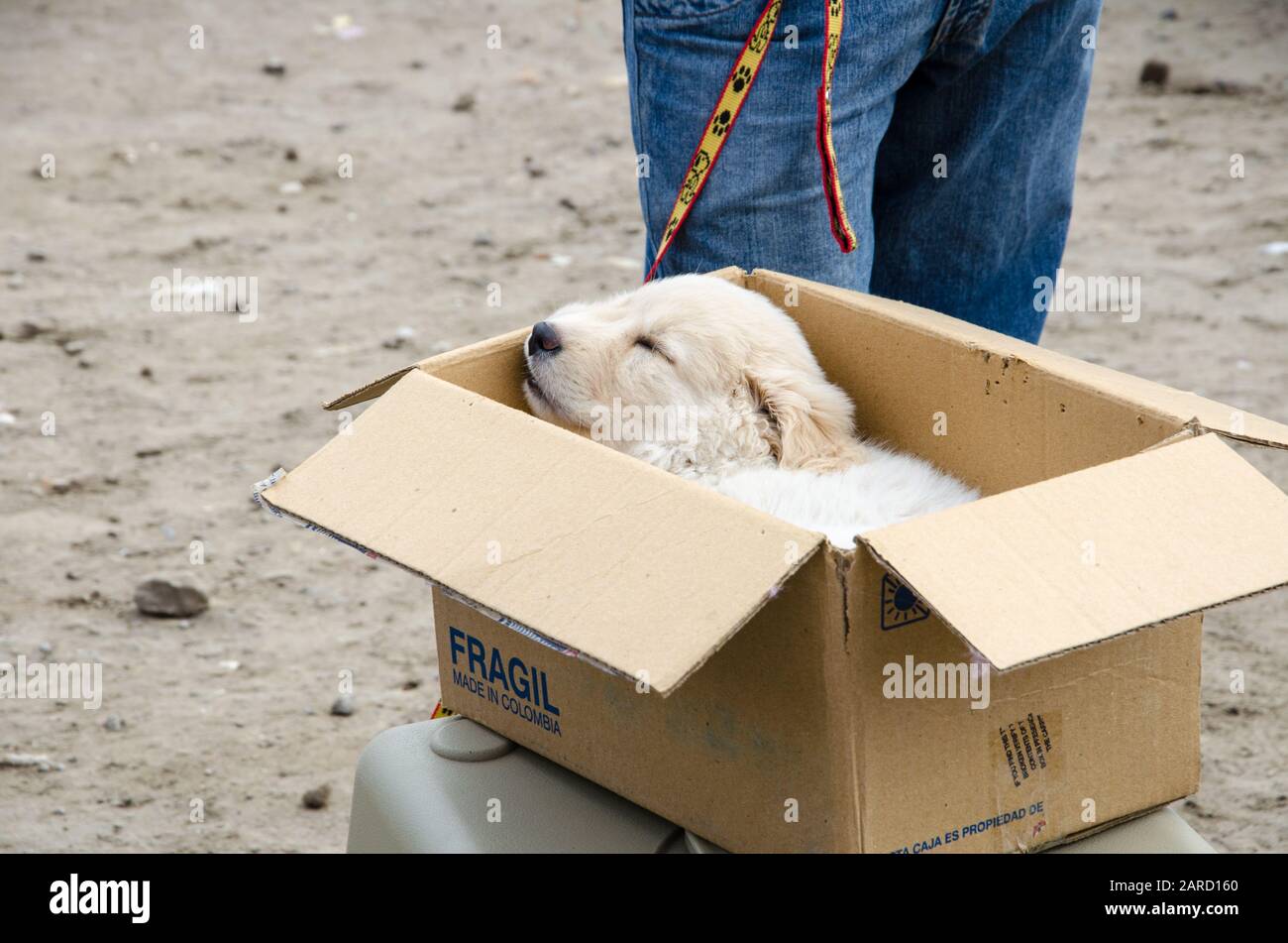 Un piccolo cucciolo assonnato in un cartone sul mercato animale a Otavalo, Ecuador. Foto Stock