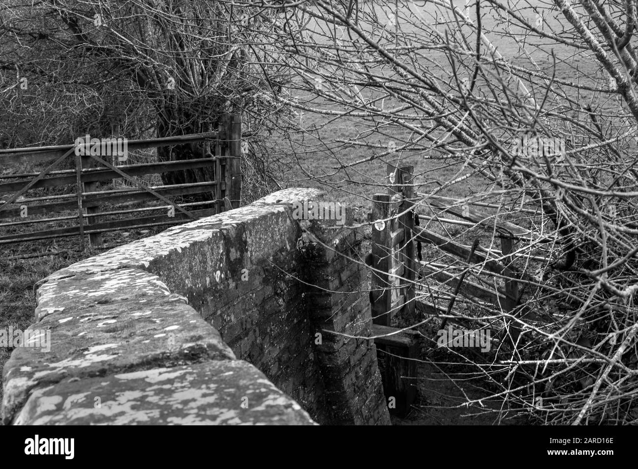 Il Williamscot Field Bridge numero 155, sopra il canale di Croperdy, Inghilterra, Regno Unito. Si tratta di un incrocio tra campi per animali da allevamento Foto Stock