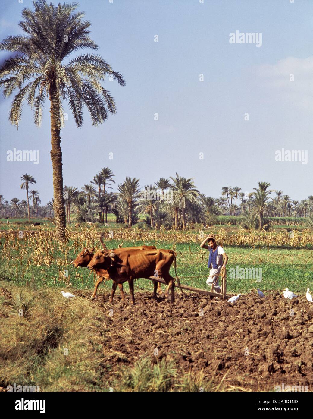 1980S ANONYMOUS MAN FARMER ARARE UN CAMPO UTILIZZANDO UN ARATRO DI LEGNO PRIMITIVO ANTIQUATO TIRATO DA UN PAIO DI BOVINI YOKED IN EGITTO - KR36190 PHT001 HARS IN DI OCCUPAZIONI UTILIZZANDO TIRATO ANTIQUATO ANONYMOUS MID-ADULT UOMO PRIMITIVO SOPRAVVIVENZA NORD AFRICA VECCHIO STILE Foto Stock