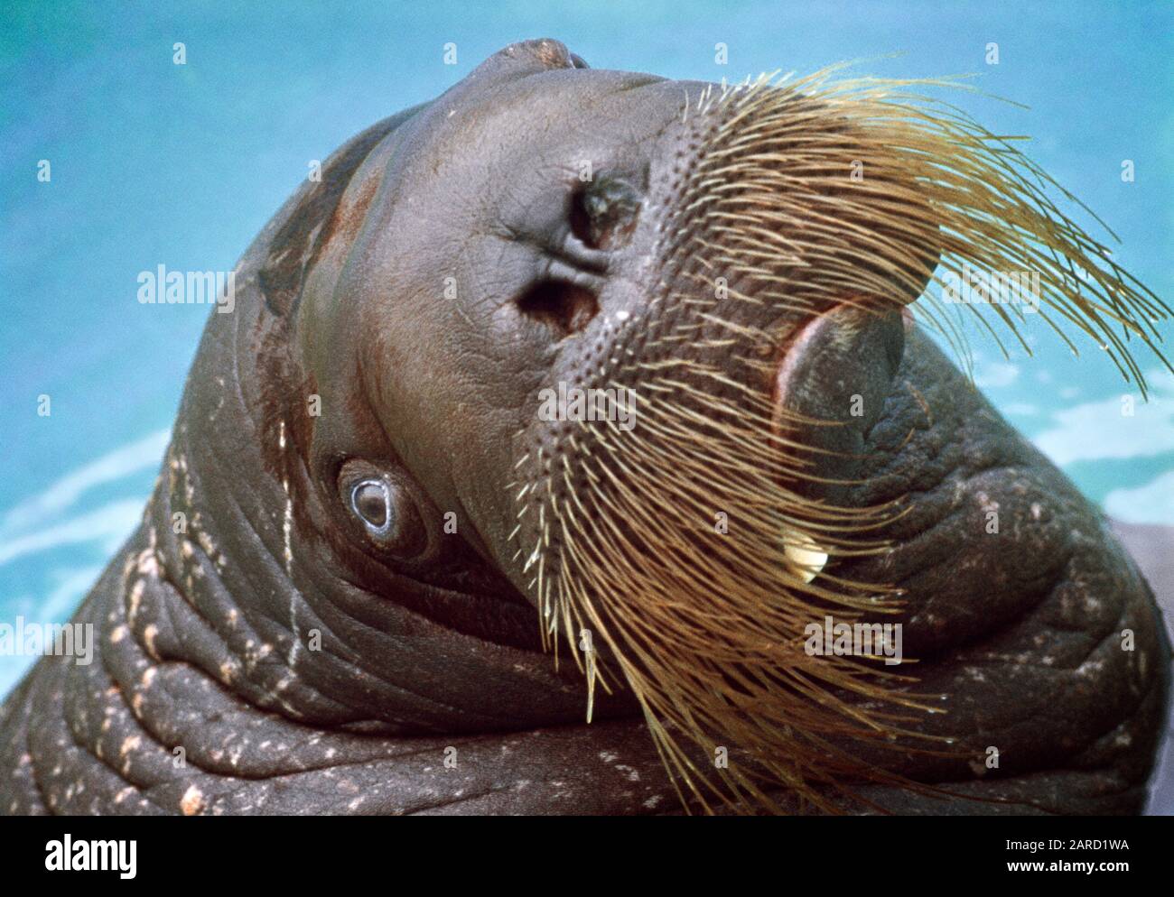 1950S WALRUS ODOBENUS ROSMARUS IN CATTIVITÀ CON BAFFI A BISBAFFI MOLTO INSETOLATI CHE GUARDANO IN SU CON L'ESPRESSIONE DOLOROSA FACCIALE - KZ2196 LAN001 HARS VECCHIO STILE Foto Stock