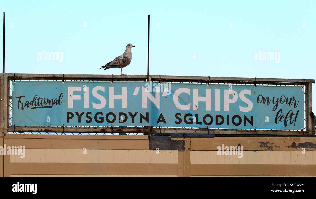 Aberystwyth Ceredigion Wales UK 20 gennaio 2020: Single Seagull Seduto su un banner bilingue blu (gallese e inglese) 'Fish 'n' Chips' Foto Stock