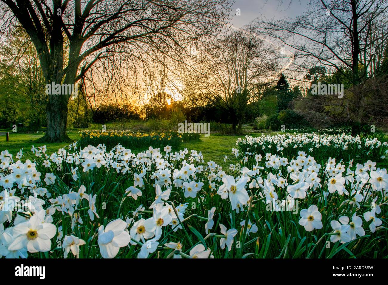 Campo di narciso bianco al tramonto Foto Stock