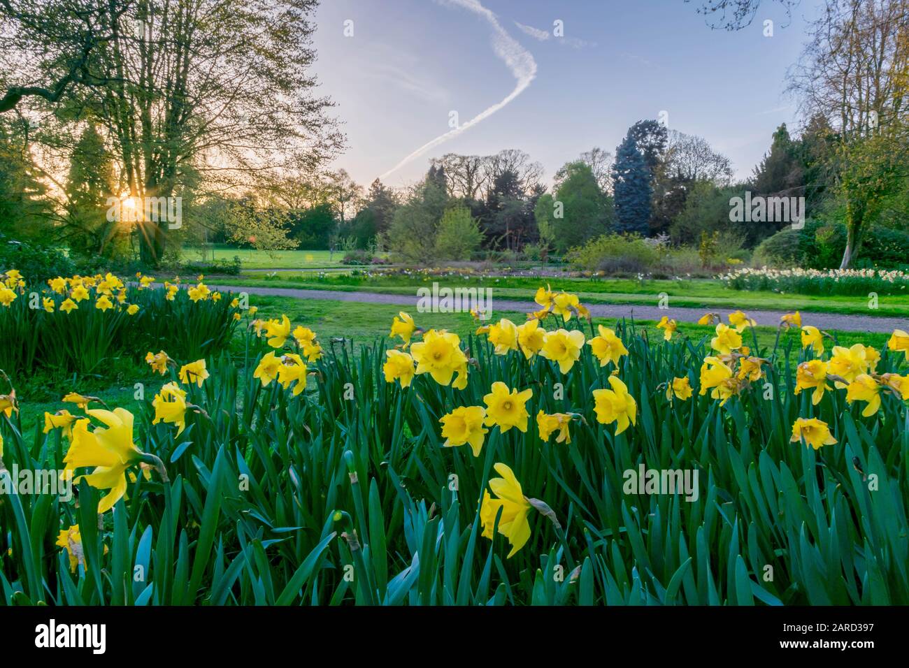 Campo di narciso giallo al tramonto Foto Stock