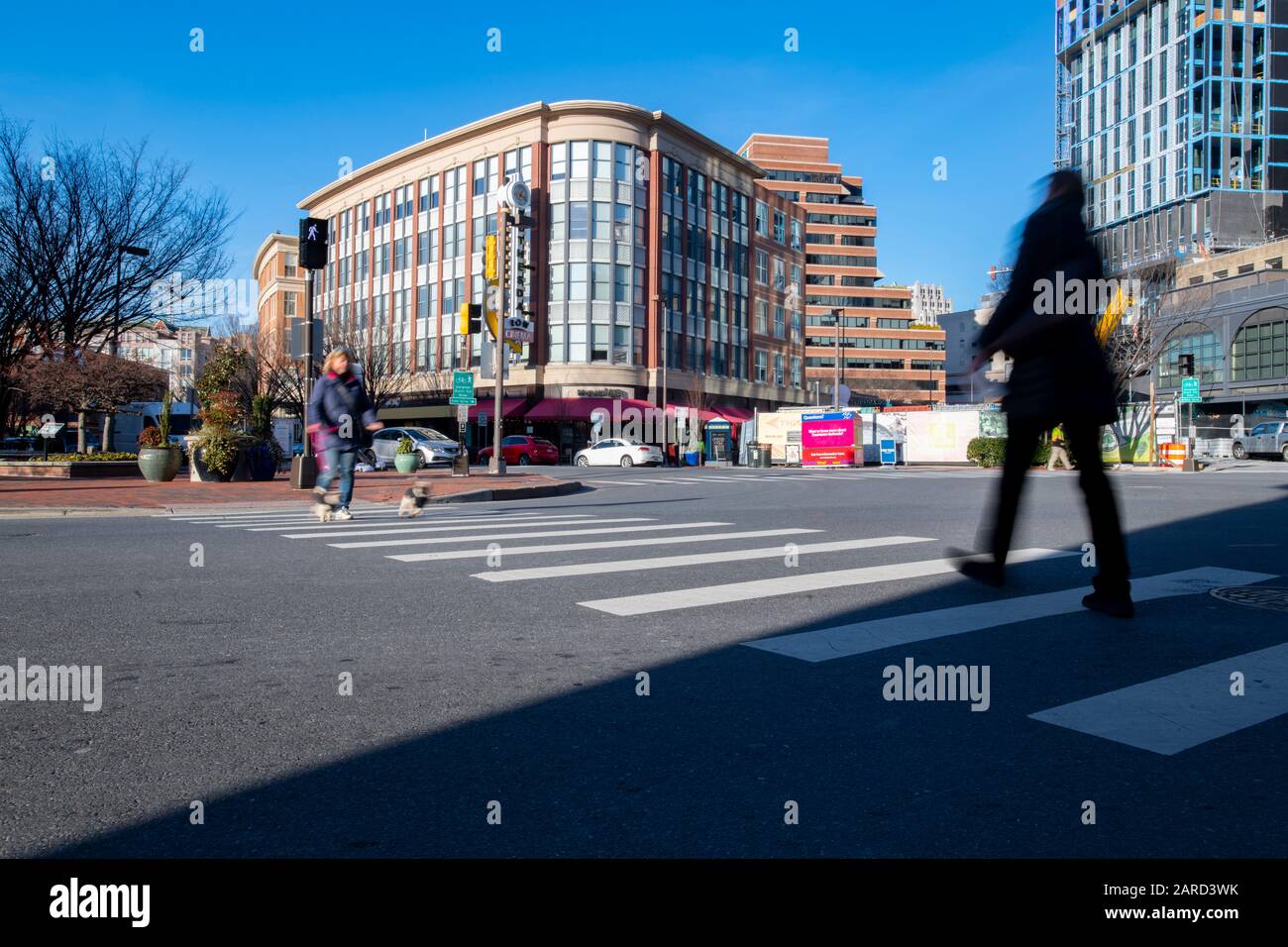 USA Maryland Bethesda Pedestrian sicurezza donna che attraversa in un incrocio con il traffico auto Foto Stock