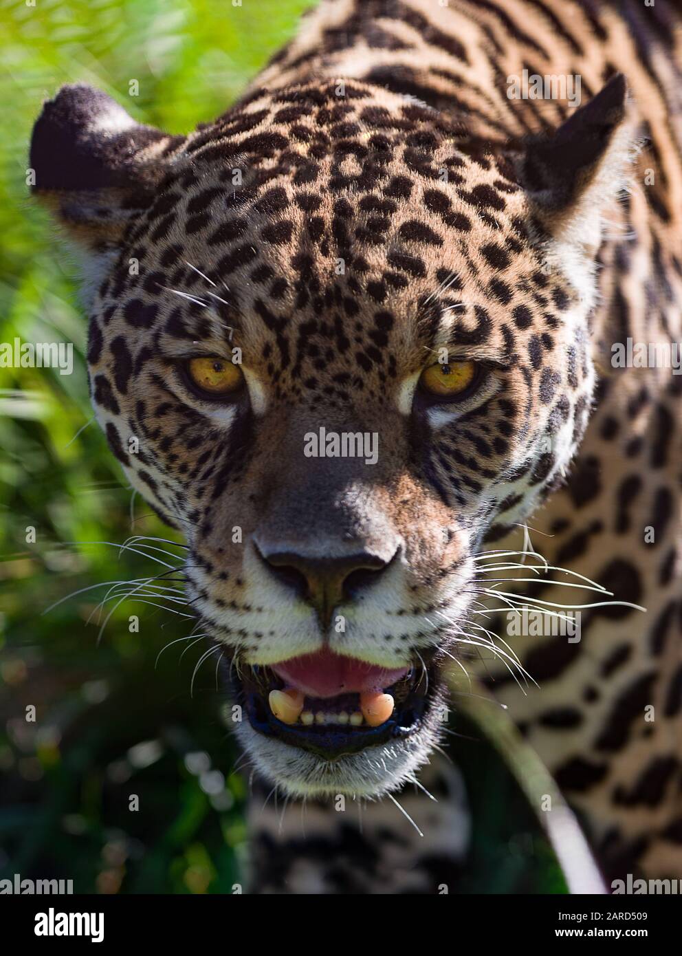 Ritratto di una jaguar selvaggia Foto Stock