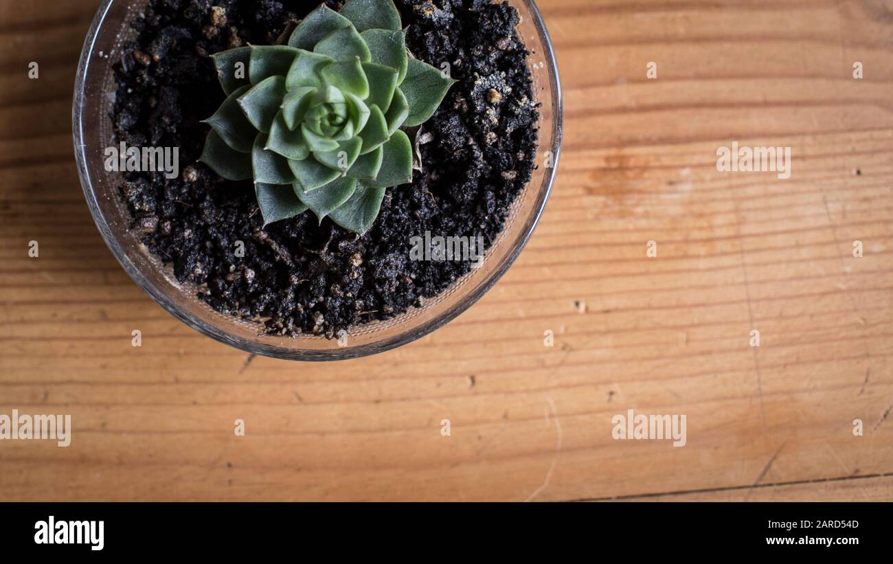 piano rustico in pino con caldo legno dorato grano addolorato e naturale Foto Stock
