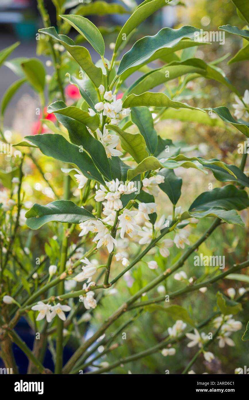 Delicato piccolo bianco fiori molto profumati su un albero Kumquat cresciuto in un giardino inglese Foto Stock