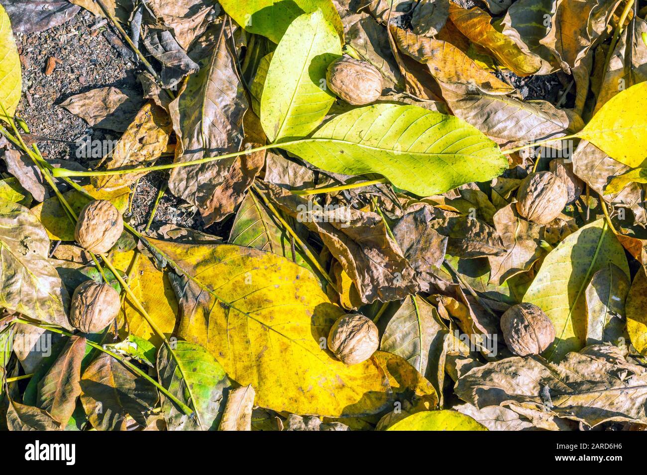 Noci e foglie cadute a terra Foto Stock