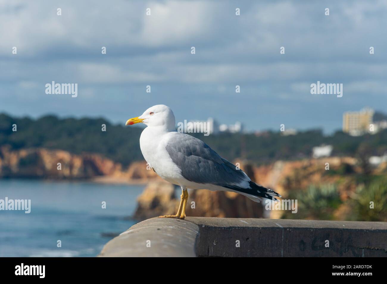 Gabbiano a gambe gialle arroccato sulla punta sopra Praia da Rocha nell'Algarve Portogallo Foto Stock