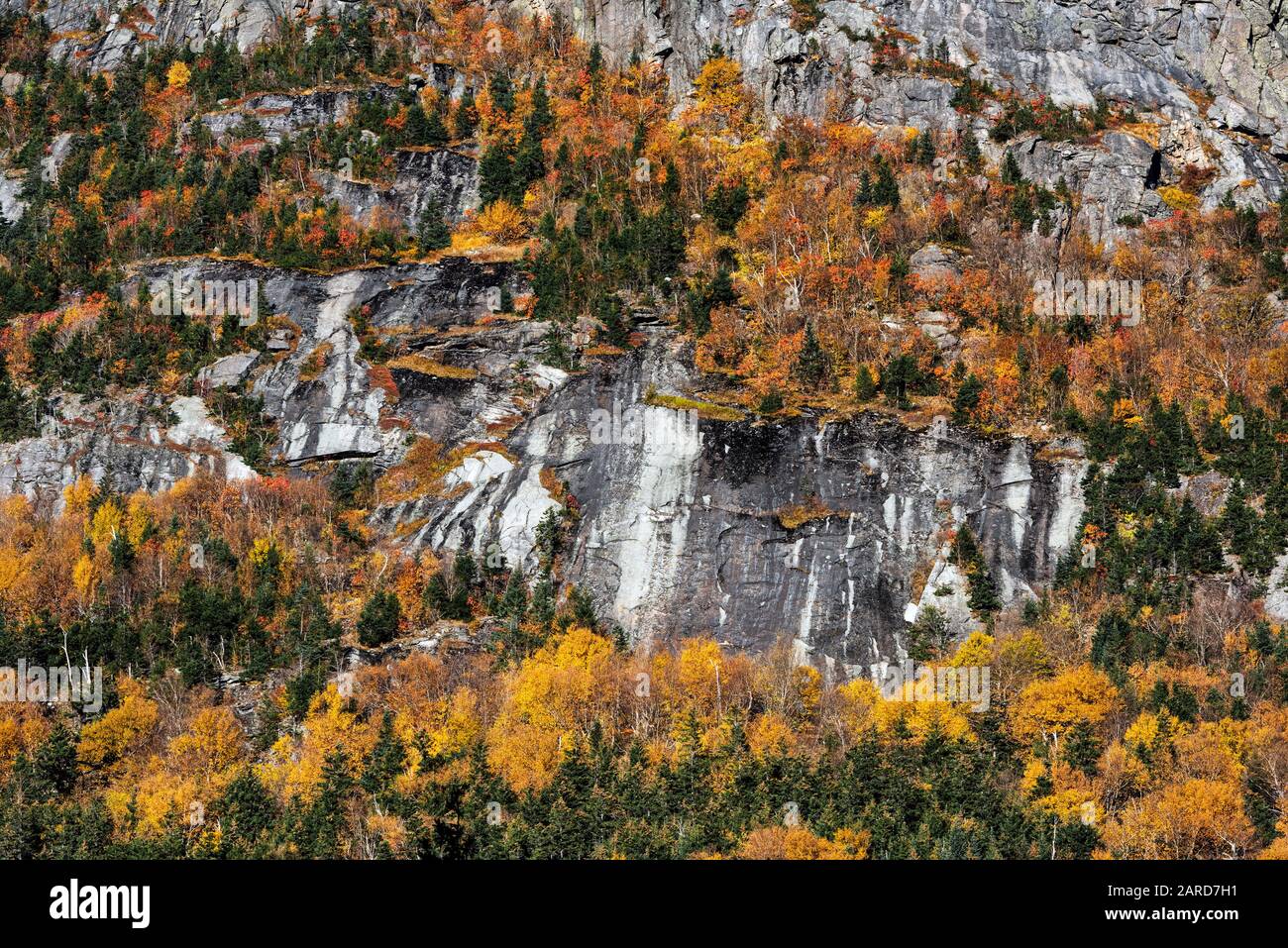 White Mountains fogliame di autunno, Franconia State Park, New Hampshire, Stati Uniti d'America. Foto Stock