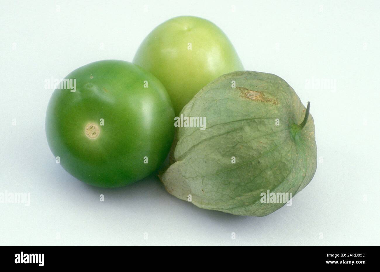 FORMA VERDE DEL FRUTTO TOMATILLO (PHYSALIS IXOCARPA). TUTTE LE PARTI DELLA PIANTA ECCETTO IL FRUTTO SONO VELENOSE FOTOGRAFATE SU SFONDO BIANCO. Foto Stock