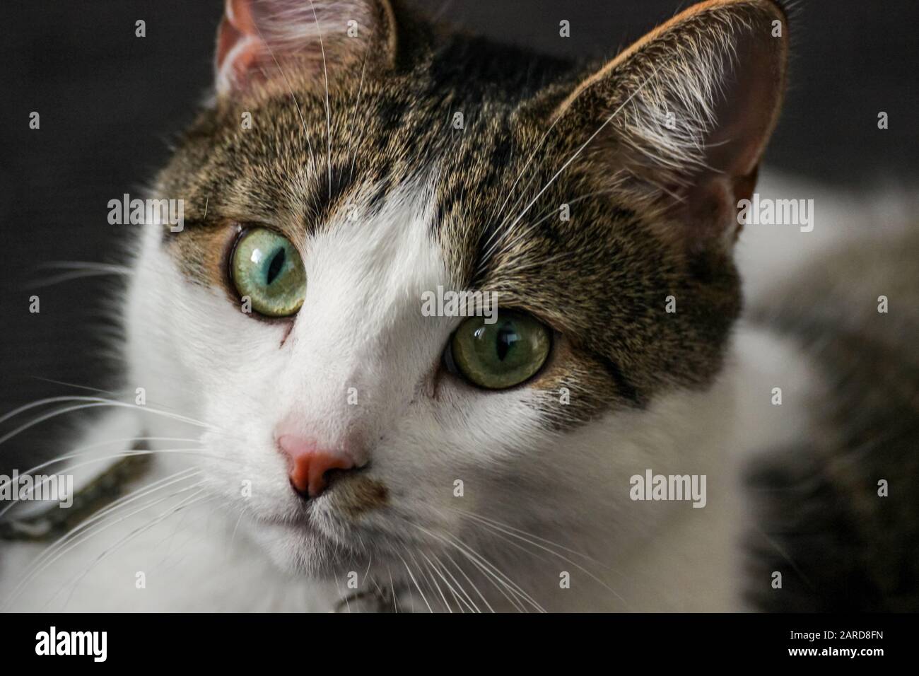 Gatto domestico con occhi verdi che guarda direttamente la macchina fotografica Foto Stock