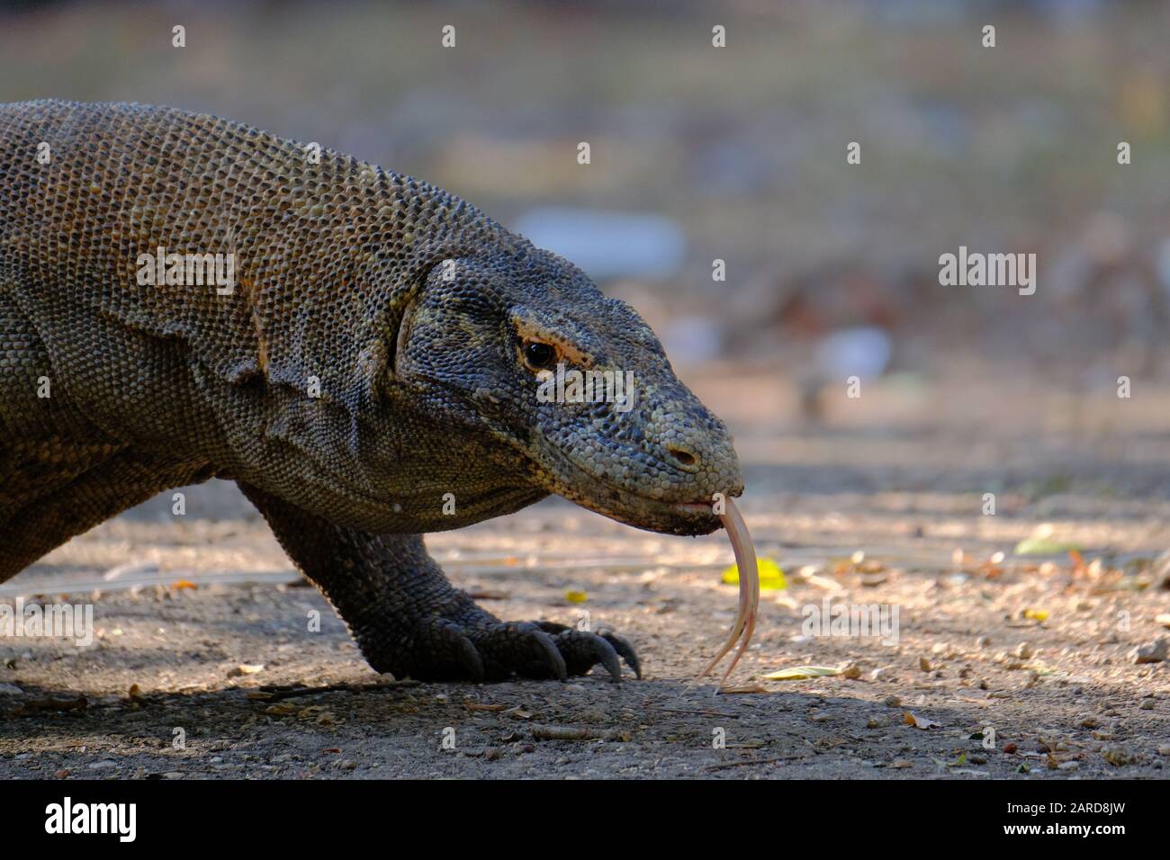 Maschio Komodo Dragon (Varanus Komodoensis) a caccia Foto Stock