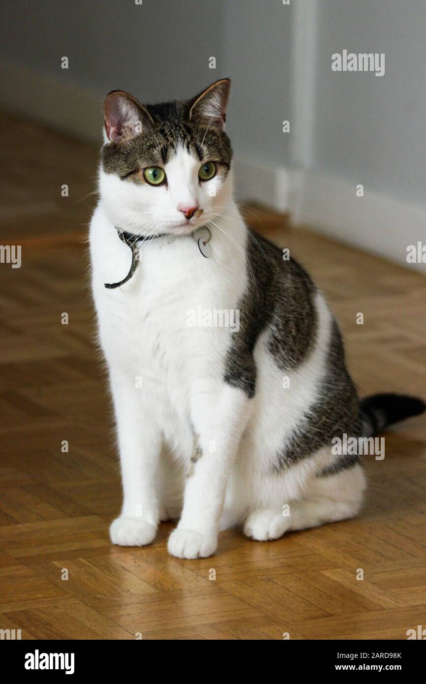Gatto domestico dall'aspetto incerto su un pavimento di legno duro Foto Stock
