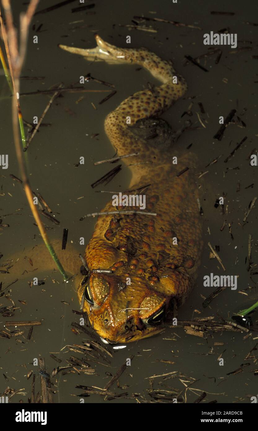 CANE TOAD (RHINELLA MARINA SYN BUFO MARINUS) AUSTRALIA. CONOSCIUTO ANCHE COME DOMINICANO O GIGANTE NEOTROPICAL TOAD. AUSTRALIA OCCIDENTALE. Foto Stock