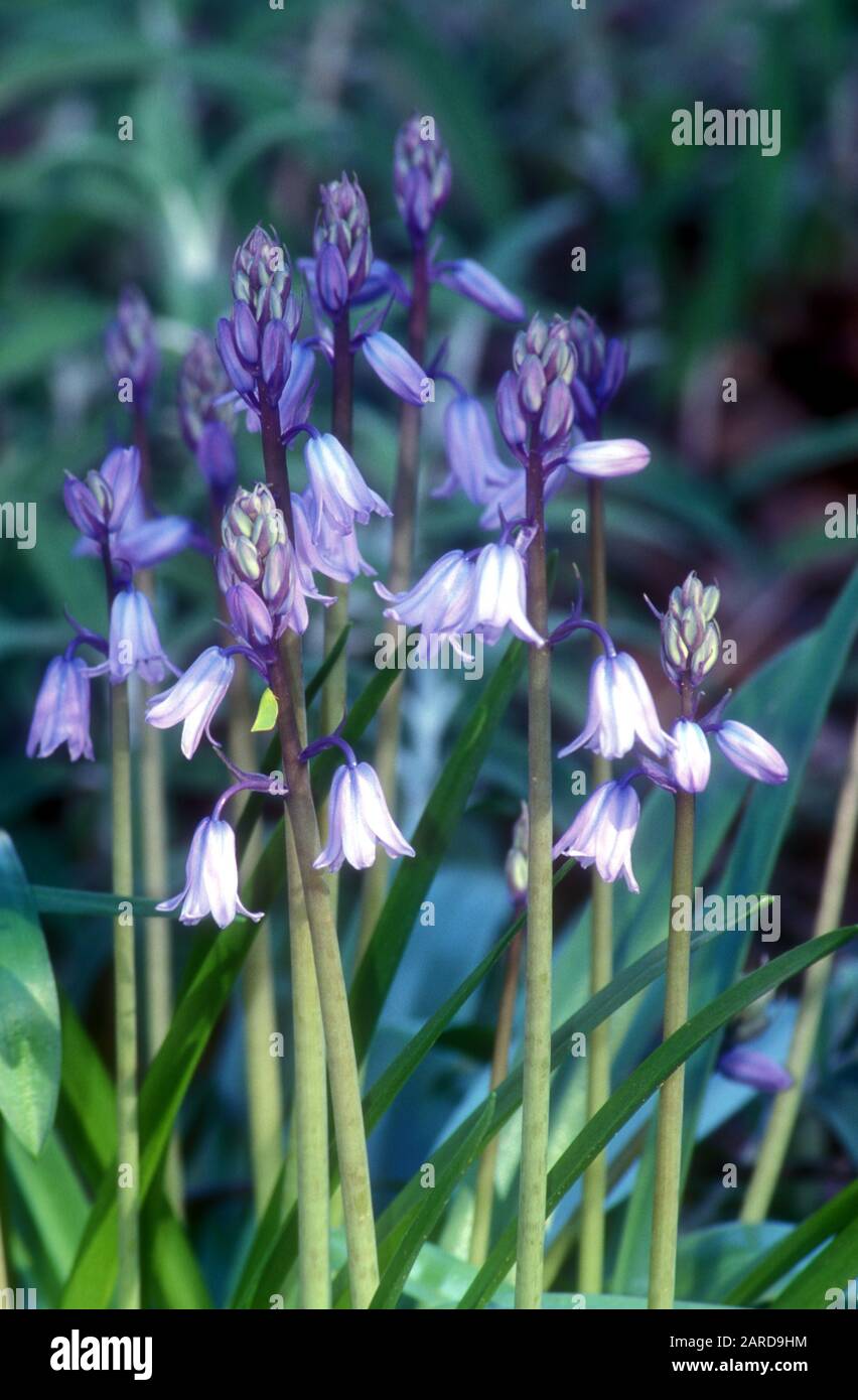 BLUEBELLS COMUNE, CONOSCIUTO ANCHE COME BLUEBELLS SPAGNOLO Foto Stock
