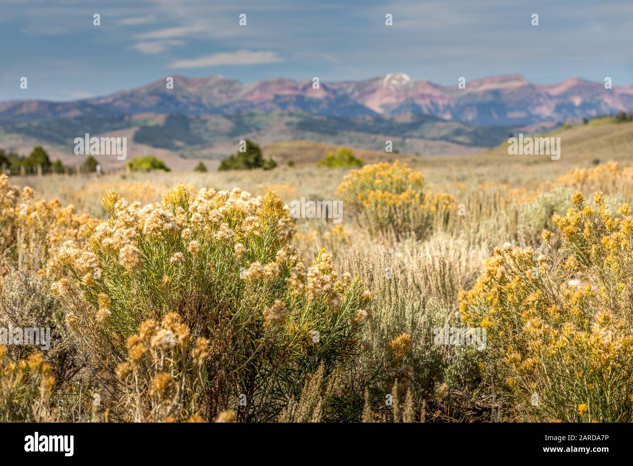 Prato estivo in Wyoming, vicino al Grand Teton National Park Foto Stock