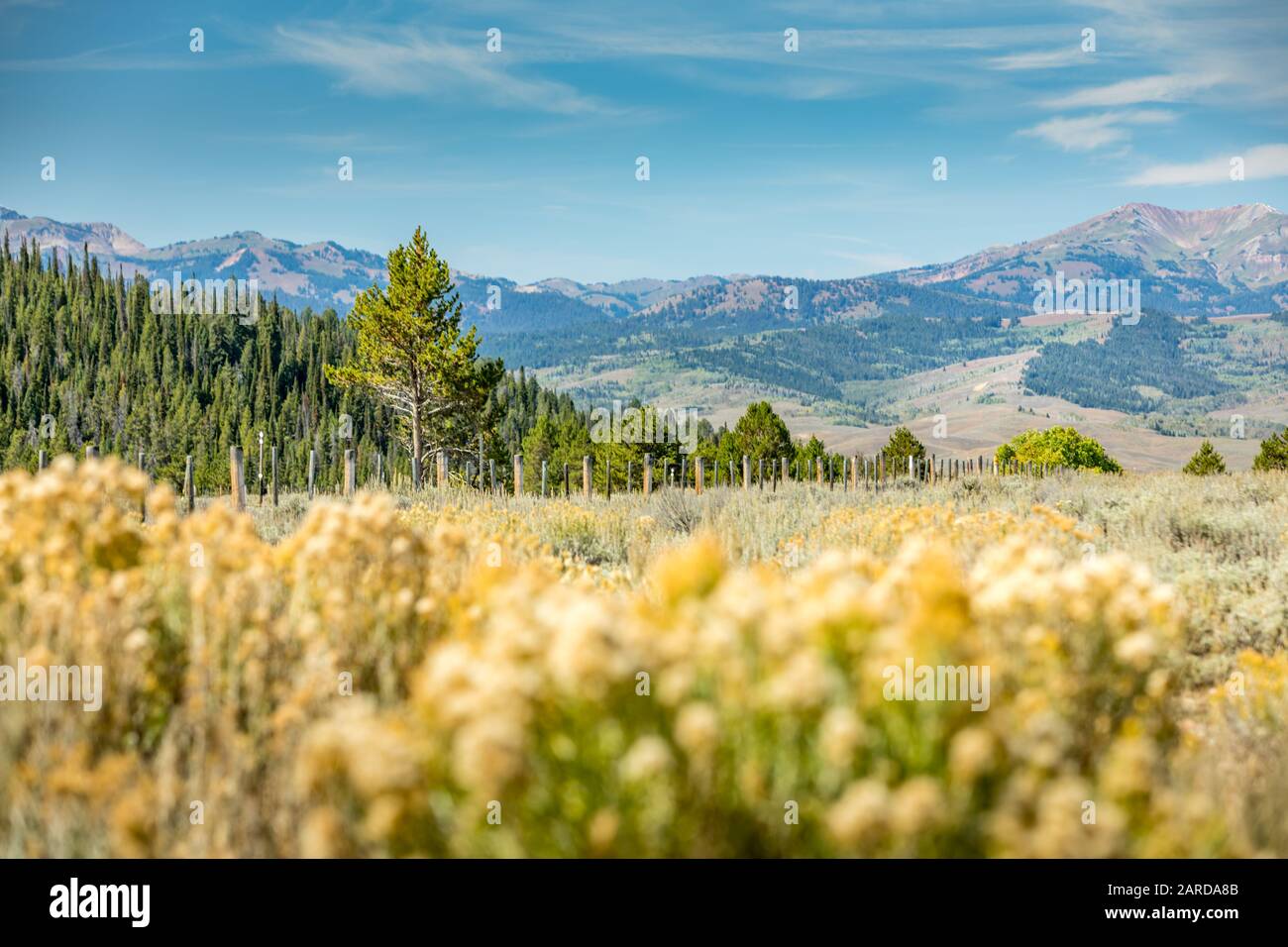 Prato estivo in Wyoming, vicino al Grand Teton National Park Foto Stock