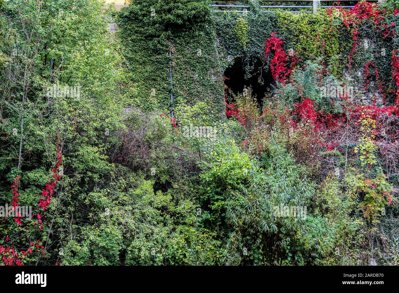 Antico ingresso di un tunnel in un muro di pietra coperto da piante di diversi colori autunnali come sfumature di giallo rosso e verde Foto Stock