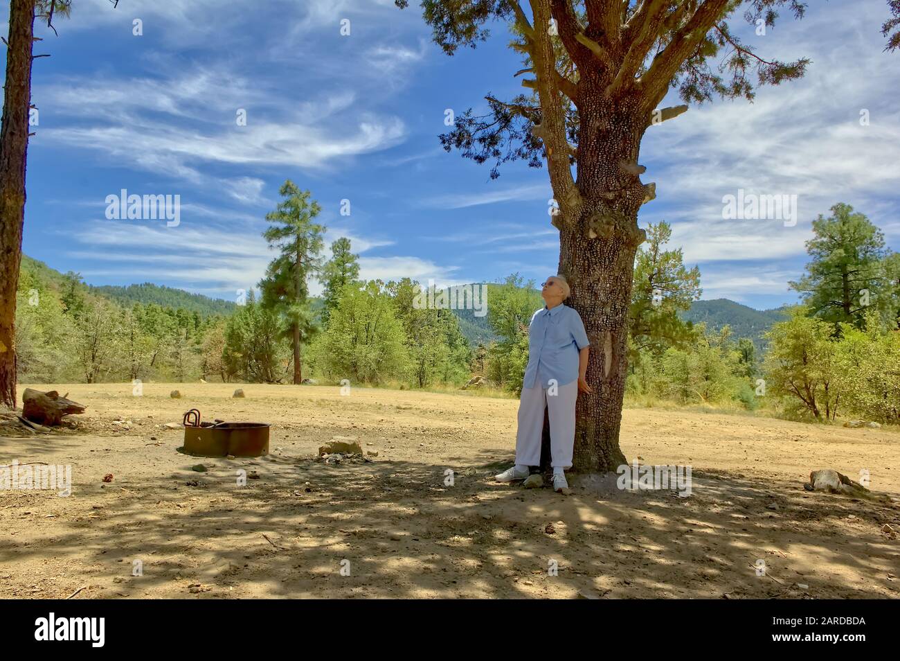 Una donna Anziana appoggiata contro un vecchio pino nella Prescott National Forest in Arizona guardando verso l'alto nei rami di albero. Foto Stock