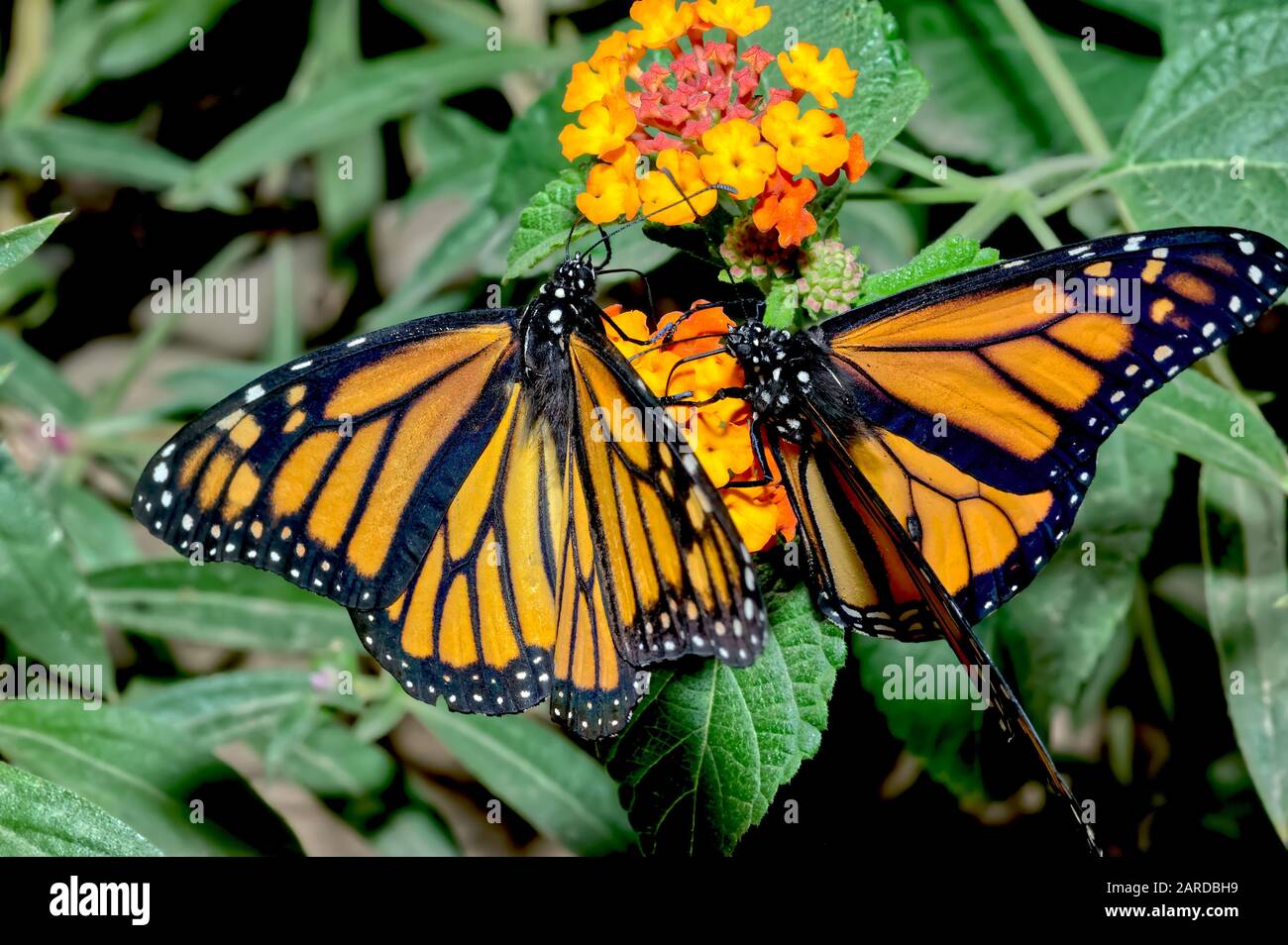 Un paio di Farfalle Monarch migrano attraverso l'Arizona durante il loro viaggio in inverno in Messico fermandosi per nutrirsi di alcuni fiori selvatici presso un Phoenix Botanical G. Foto Stock