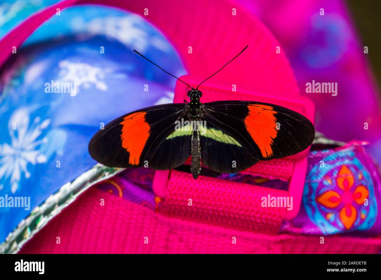 Vista dorsale di una farfalla postmanina comune seduta su una borsa, specie di insetti tropicali dall'America Foto Stock