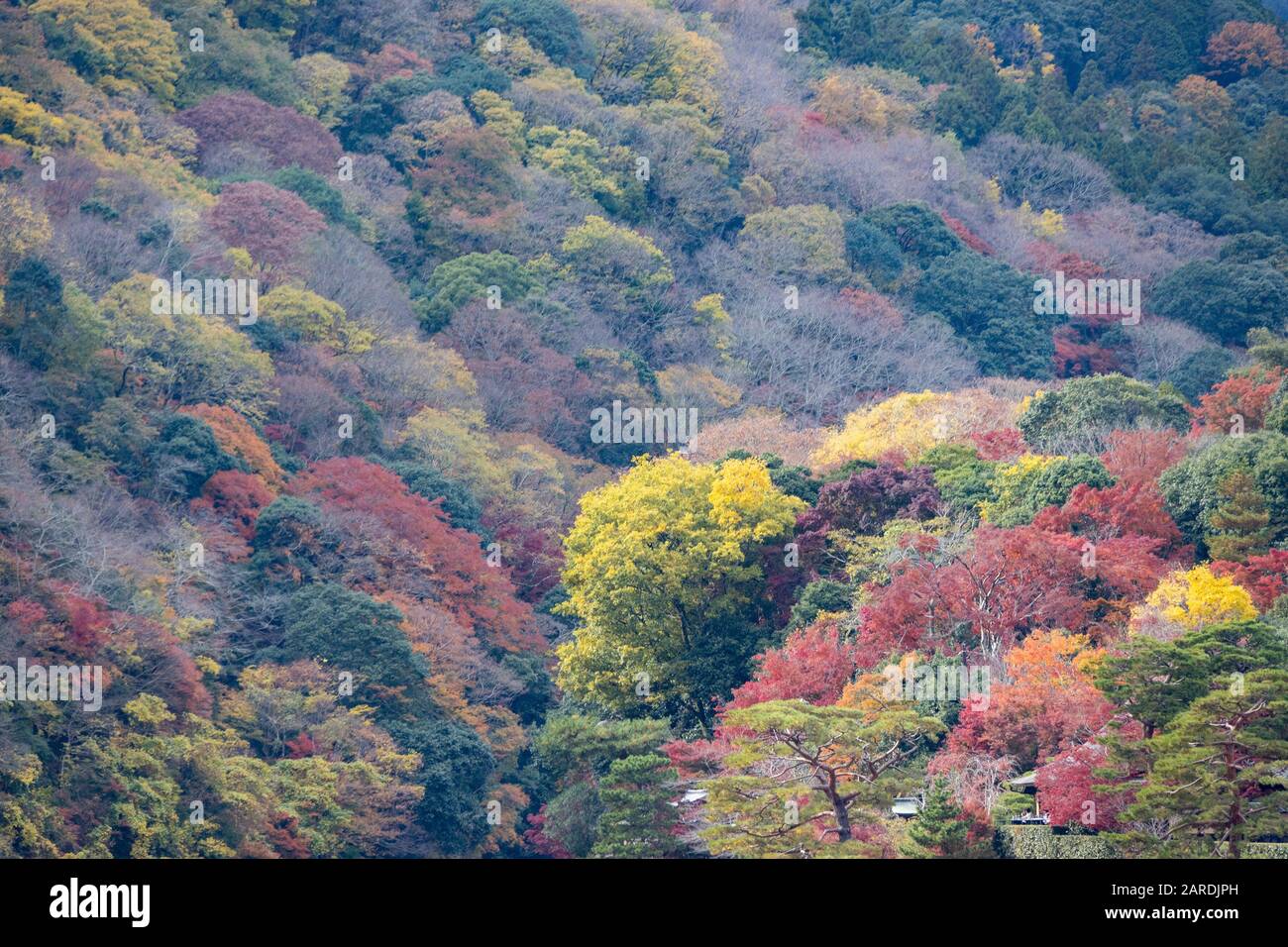 Coloratissimo fogliame Autunnale, Arashiyama, Kyoto, Giappone Foto Stock