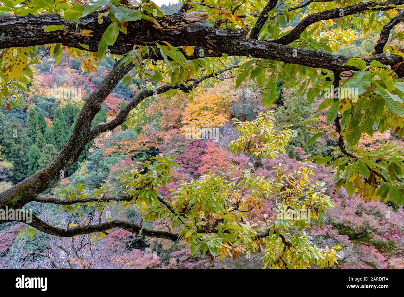 Coloratissimo fogliame Autunnale, Arashiyama, Kyoto, Giappone Foto Stock