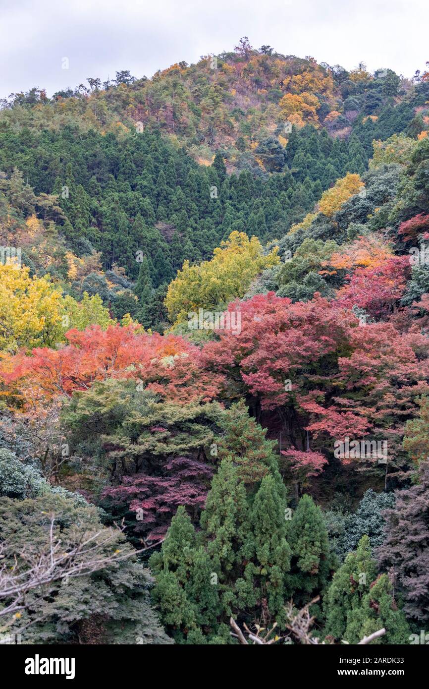 Coloratissimo fogliame Autunnale, Arashiyama, Kyoto, Giappone Foto Stock