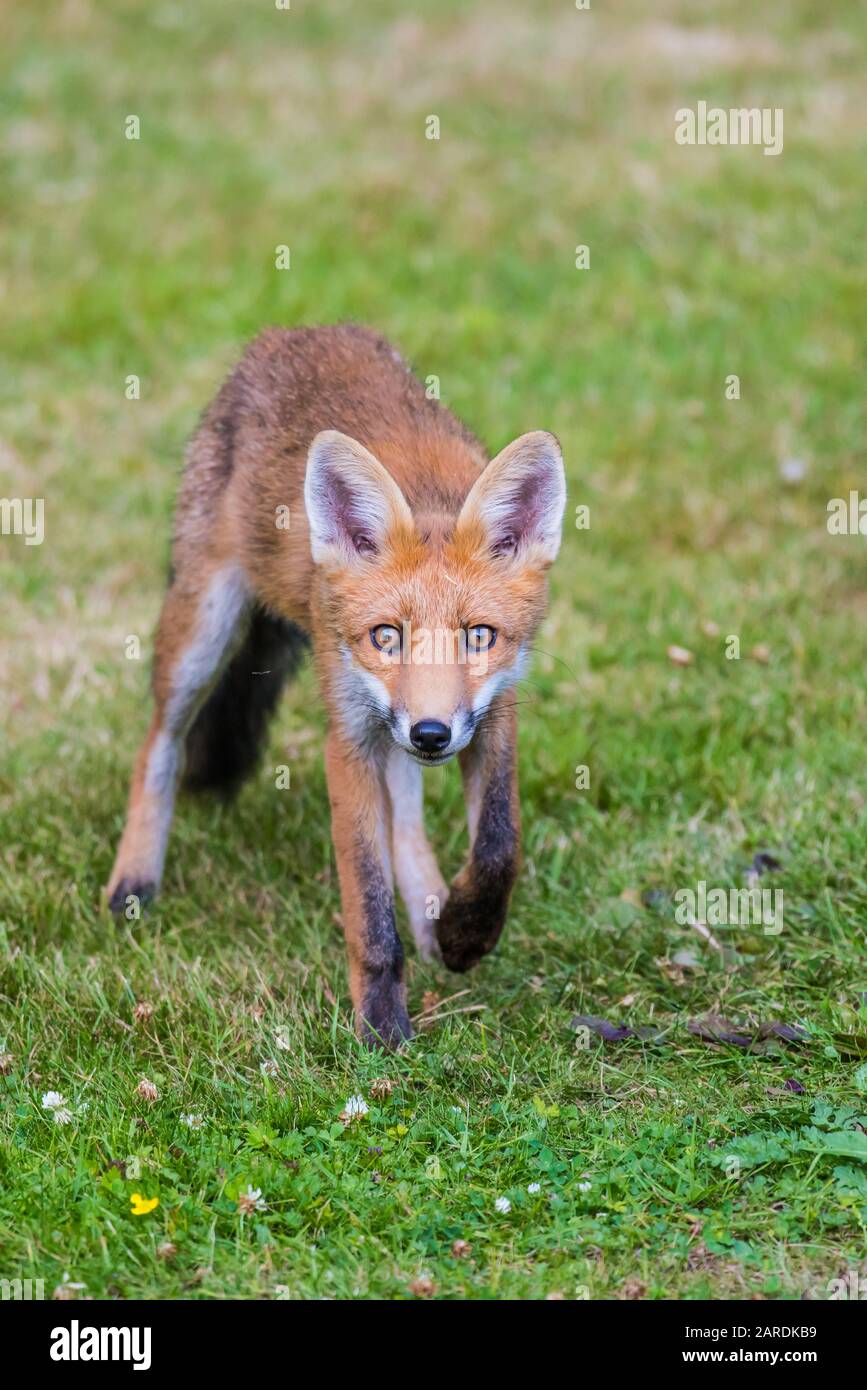 Wild Red Fox (Vulpes vulpes) nel bosco vicino Godalming, Inghilterra Foto Stock