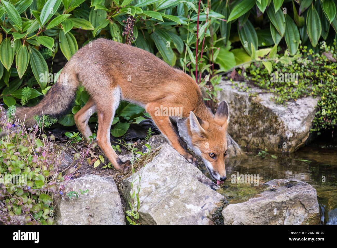 Wild Red Fox (Vulpes vulpes) in calda giornata estiva bere da uno stagno, fotografato vicino Godalming, Inghilterra Foto Stock