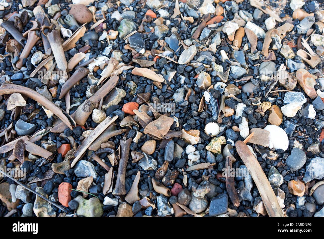 Le ossa animali e il carbone si sono lavati sul Tamigi, Londra. Foto Stock