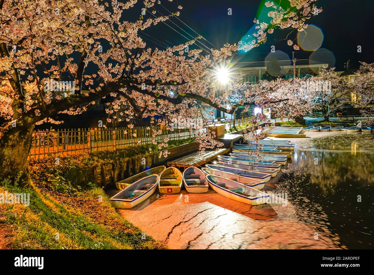 Hirosaki parco ciliegio fiore alberi matsuri festival si accendono di notte in primavera. Bellezza piena fiore rosa sakura fiori in fossato ovest con luci Foto Stock