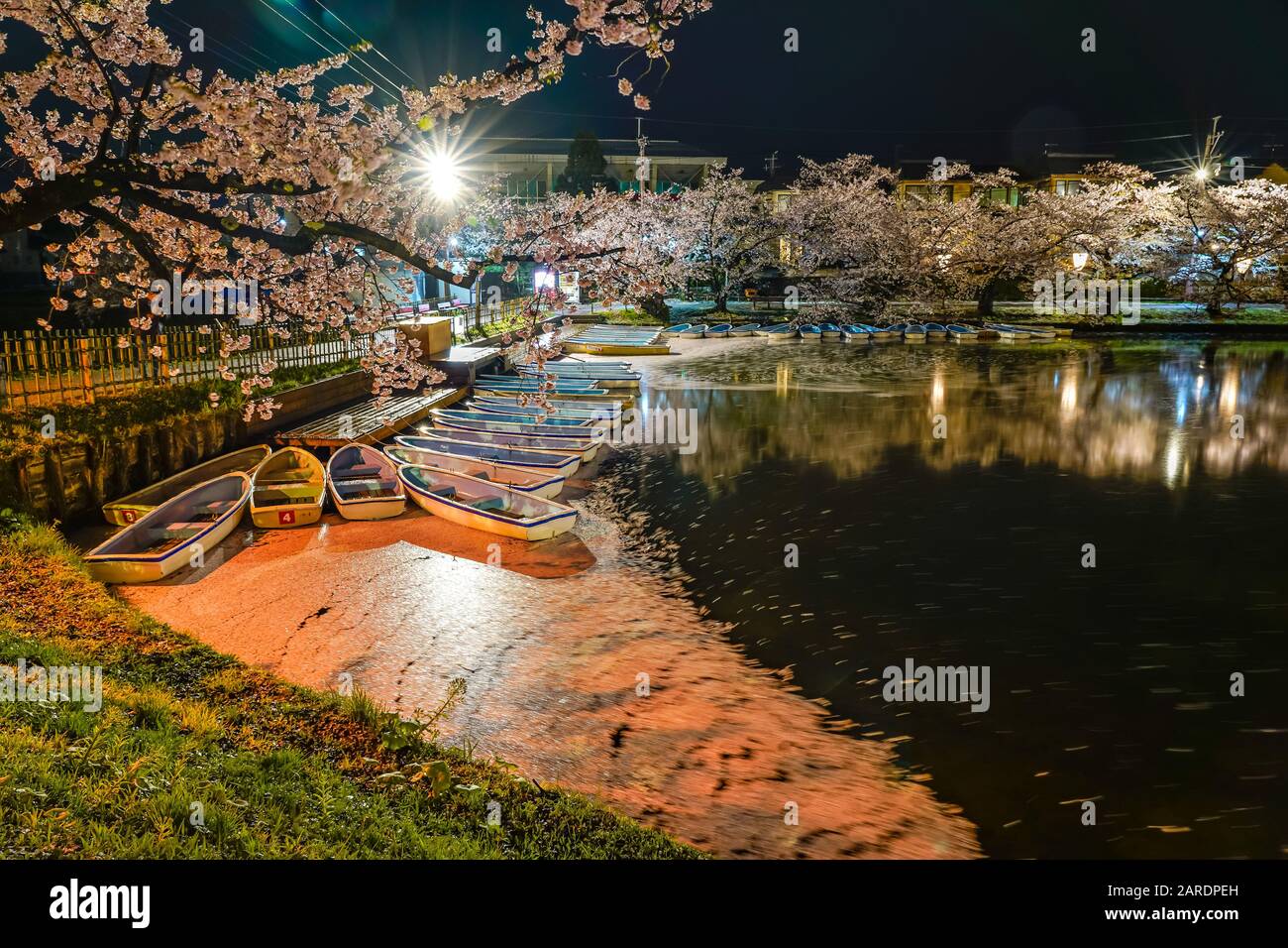 Hirosaki parco ciliegio fiore alberi matsuri festival si accendono di notte in primavera. Bellezza piena fiore rosa sakura fiori in fossato ovest con luci Foto Stock