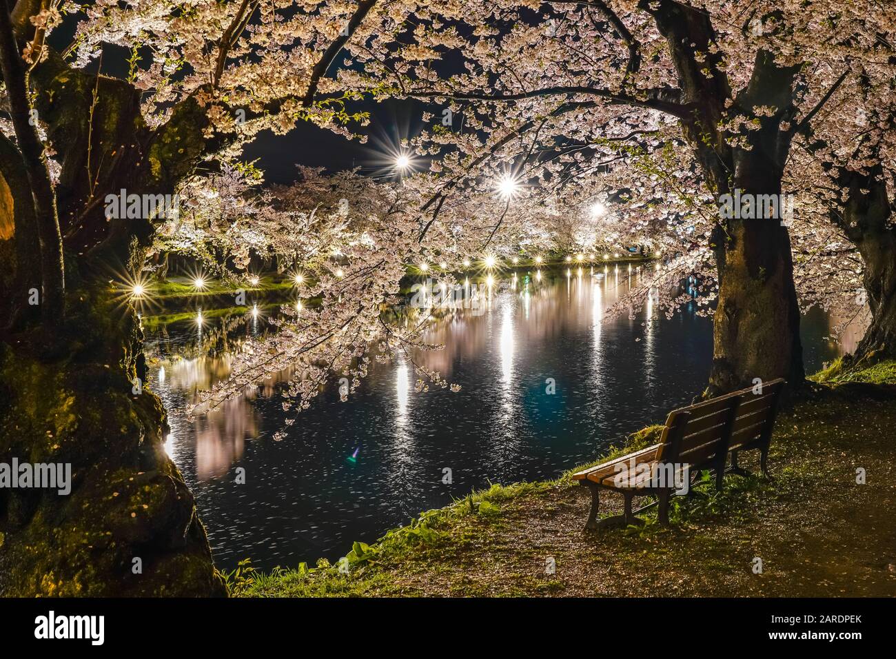Hirosaki parco ciliegio fiore alberi matsuri festival si accendono di notte in primavera. Bellezza piena fiore rosa galleria di fiori in fossato ovest e luci Foto Stock