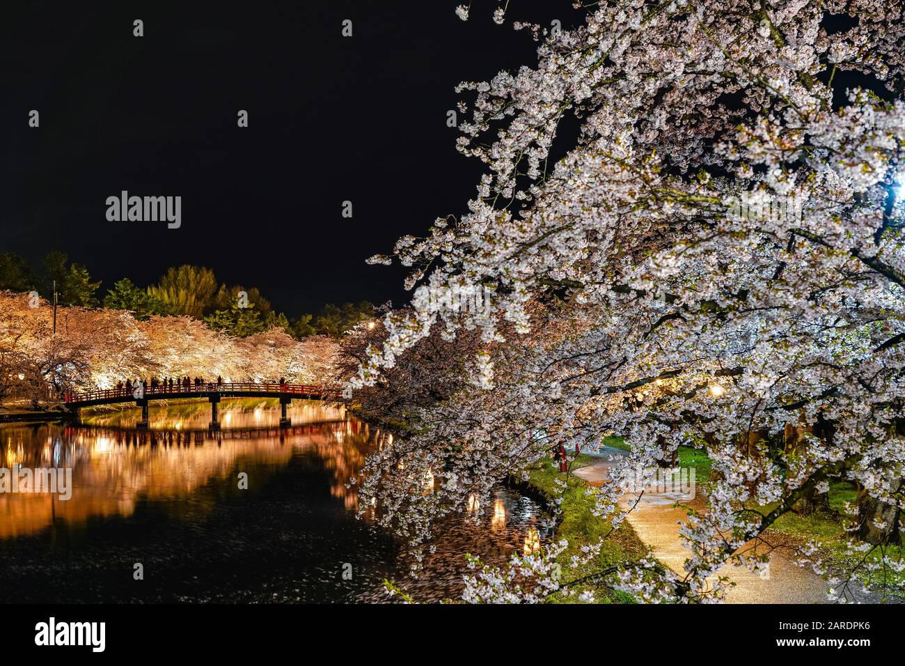 Hirosaki parco ciliegia fiore matsuri festival si accendono di notte. Bellezza piena fiore fiori rosa in moat ovest Ponte Shunyo-bashi e luci si accendono Foto Stock