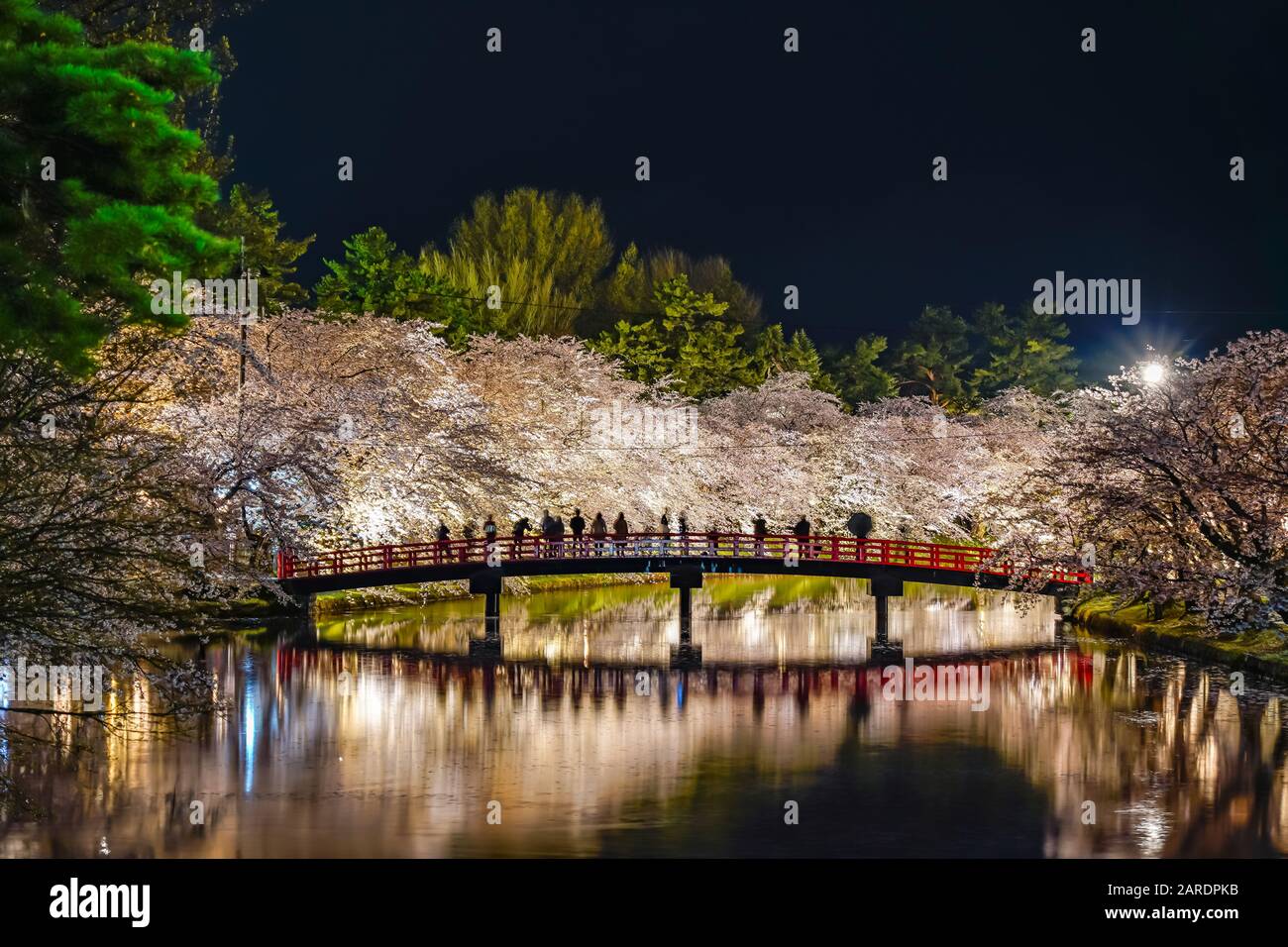 Hirosaki parco ciliegia fiore matsuri festival si accendono di notte. Bellezza piena fiore fiori rosa in moat ovest Ponte Shunyo-bashi e luci si accendono Foto Stock