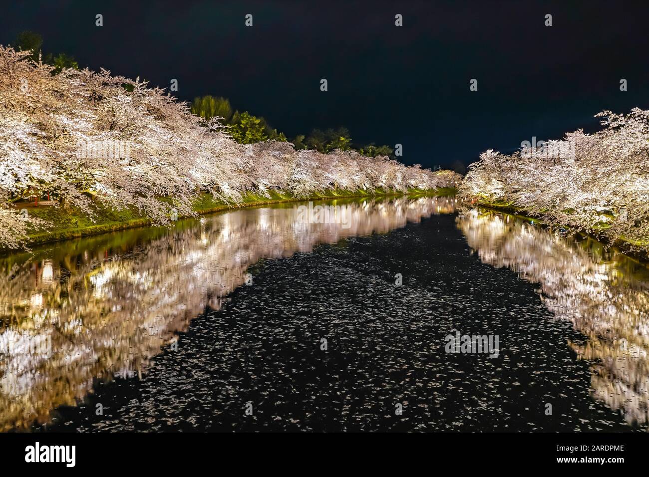 Hirosaki parco ciliegio fiore alberi matsuri festival si accendono di notte in primavera. Bellezza piena fiore rosa sakura fiori in fossato ovest con luci Foto Stock