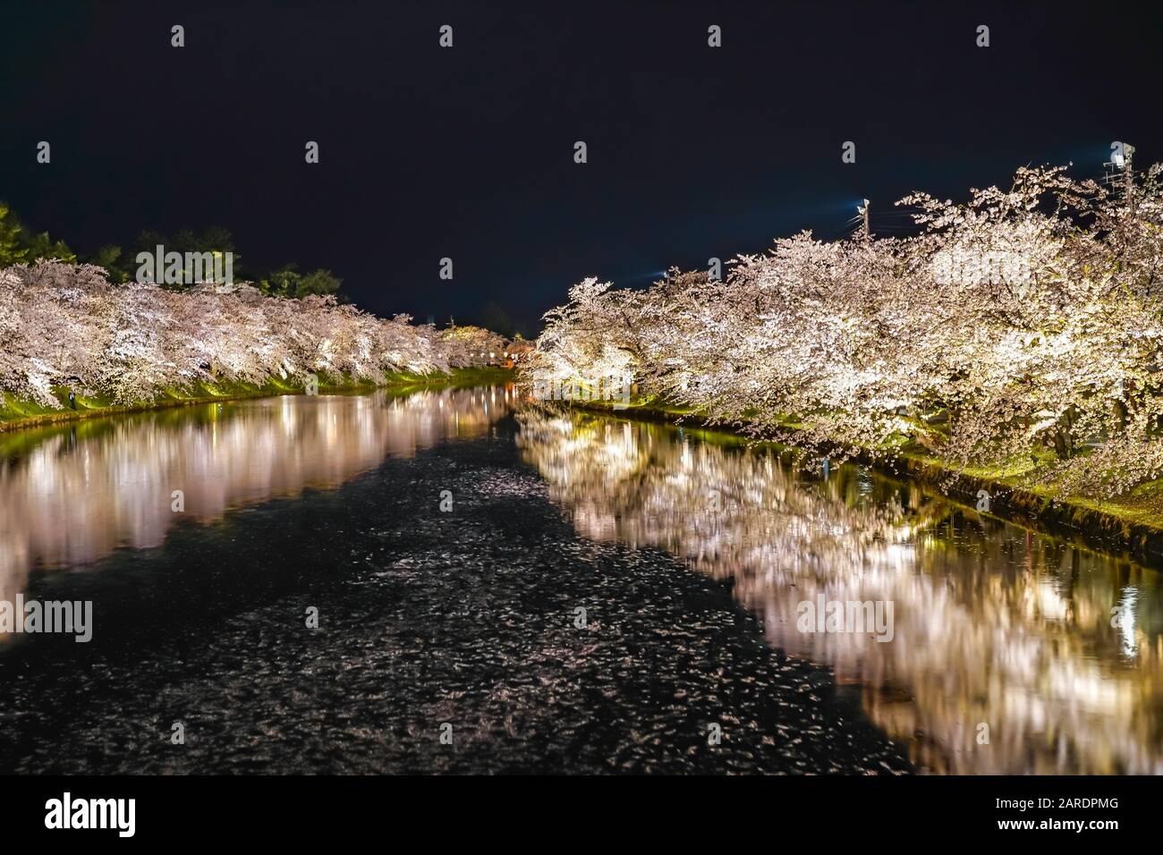 Hirosaki parco ciliegio fiore alberi matsuri festival si accendono di notte in primavera. Bellezza piena fiore rosa sakura fiori in fossato ovest con luci Foto Stock