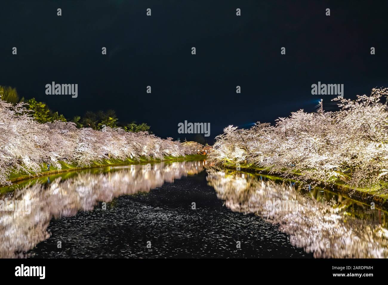 Hirosaki parco ciliegio fiore alberi matsuri festival si accendono di notte in primavera. Bellezza piena fiore rosa sakura fiori in fossato ovest con luci Foto Stock