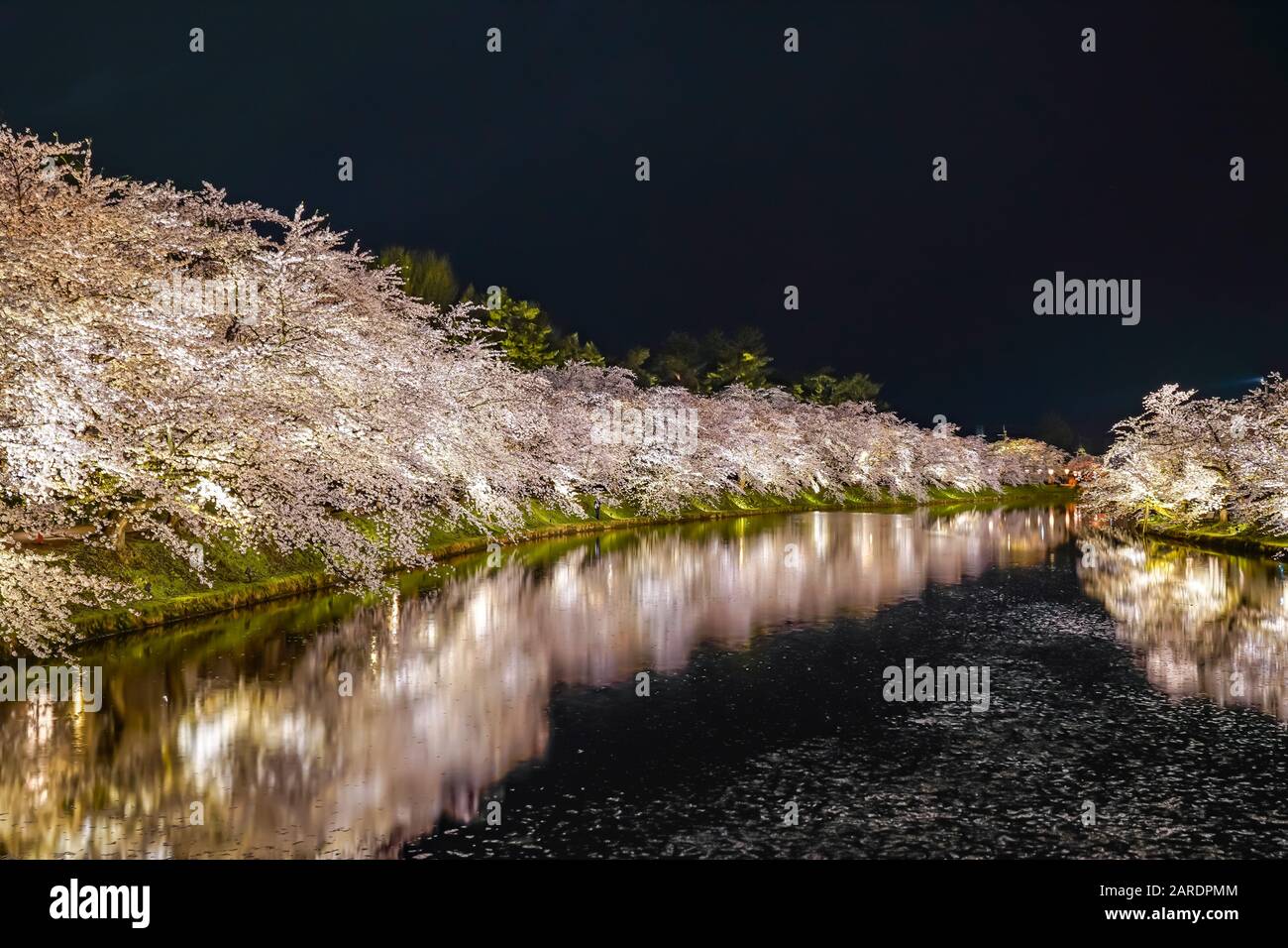 Hirosaki parco ciliegio fiore alberi matsuri festival si accendono di notte in primavera. Bellezza piena fiore rosa sakura fiori in fossato ovest con luci Foto Stock