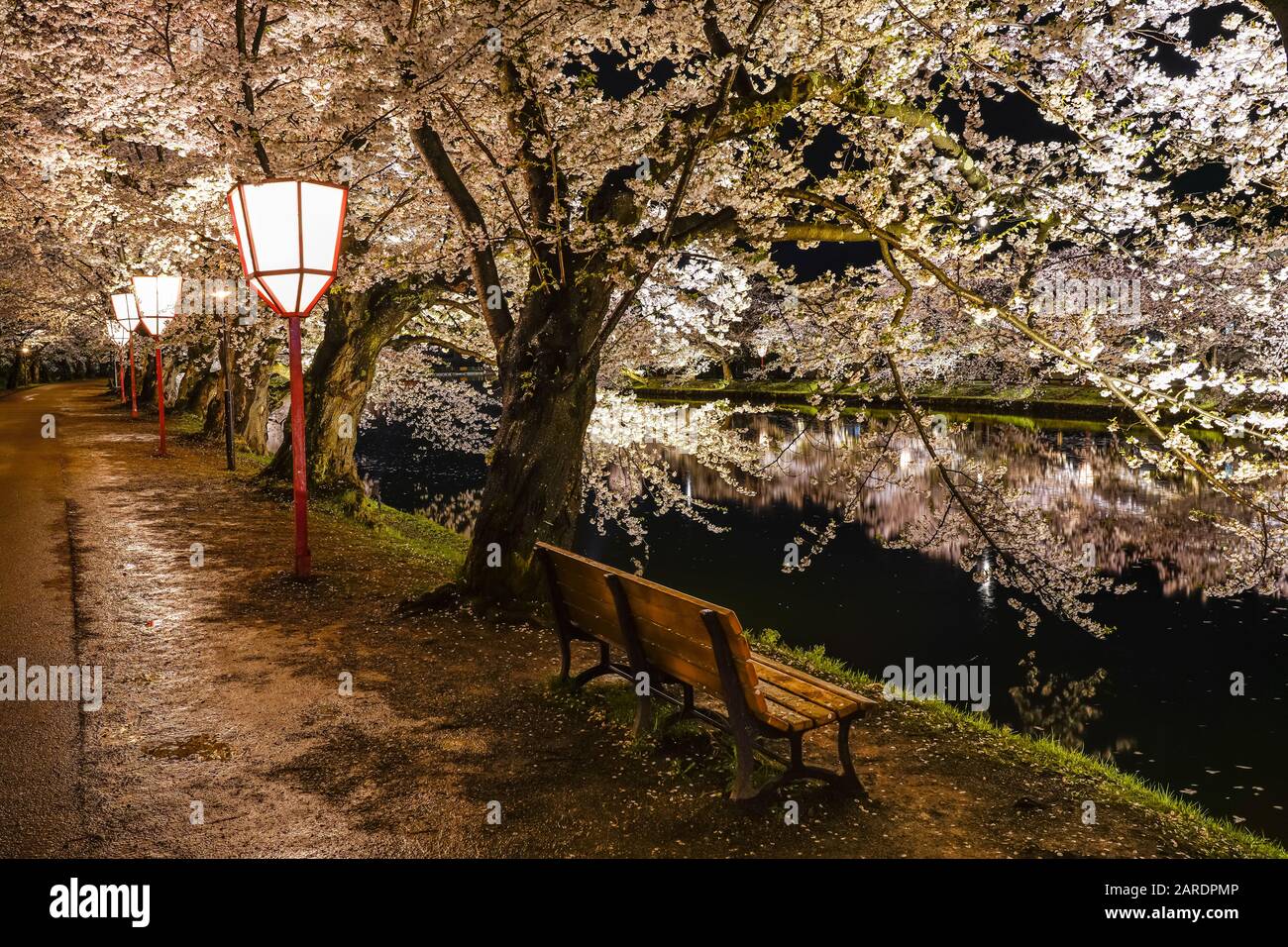 Hirosaki parco ciliegio fiore alberi matsuri festival si accendono di notte in primavera. Bellezza piena fiore rosa galleria di fiori in fossato ovest e luci Foto Stock