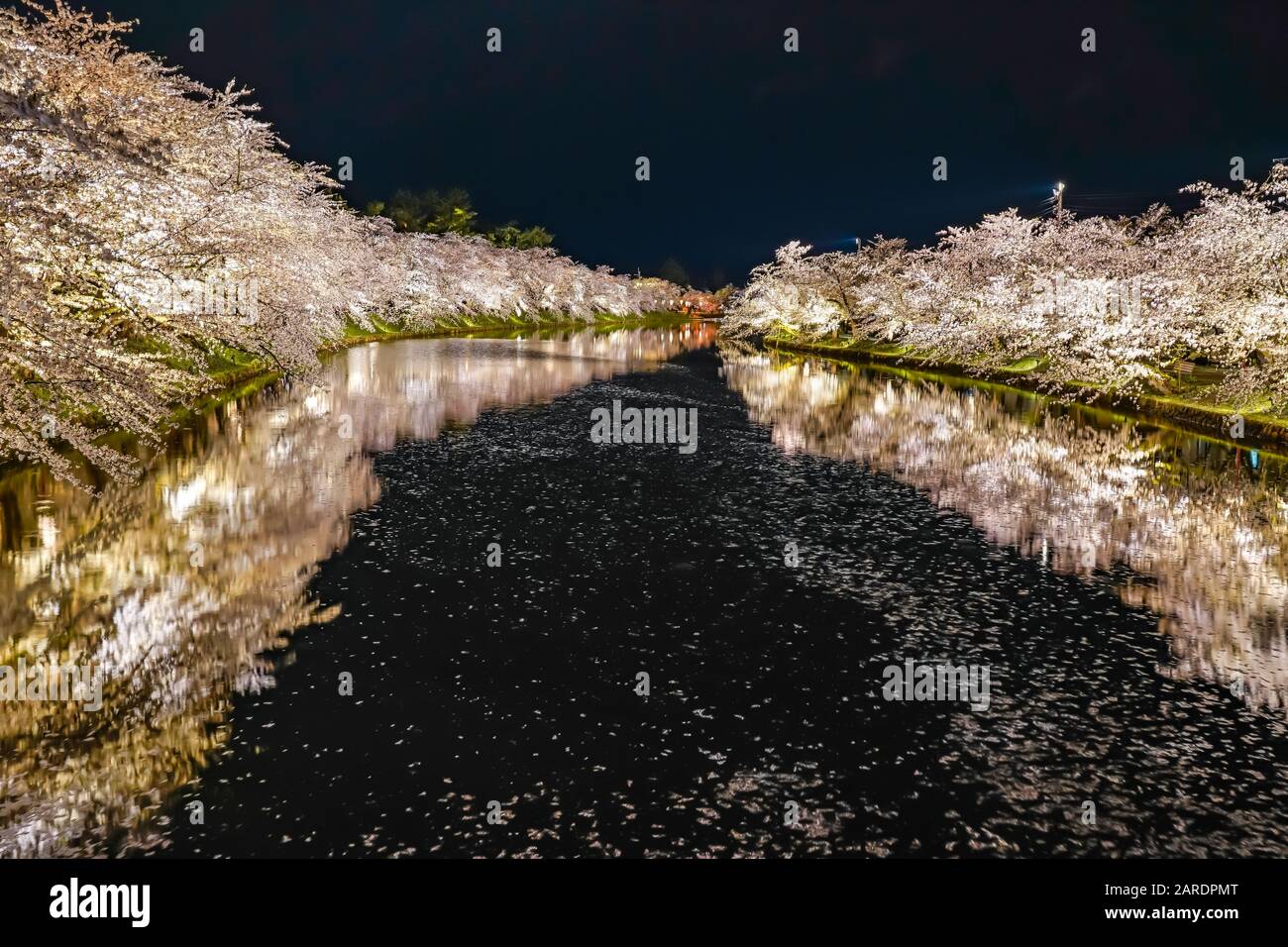 Hirosaki parco ciliegio fiore alberi matsuri festival si accendono di notte in primavera. Bellezza piena fiore rosa sakura fiori in fossato ovest con luci Foto Stock