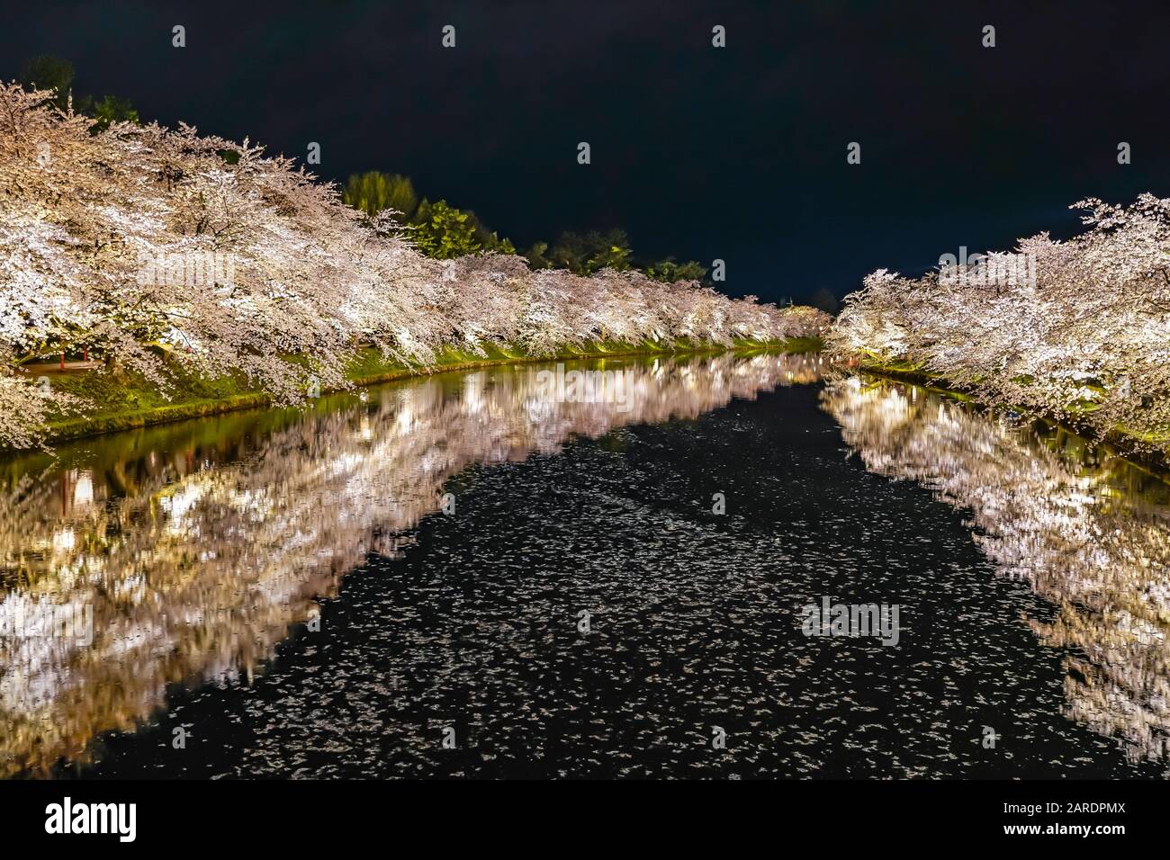 Hirosaki parco ciliegio fiore alberi matsuri festival si accendono di notte in primavera. Bellezza piena fiore rosa sakura fiori in fossato ovest con luci Foto Stock