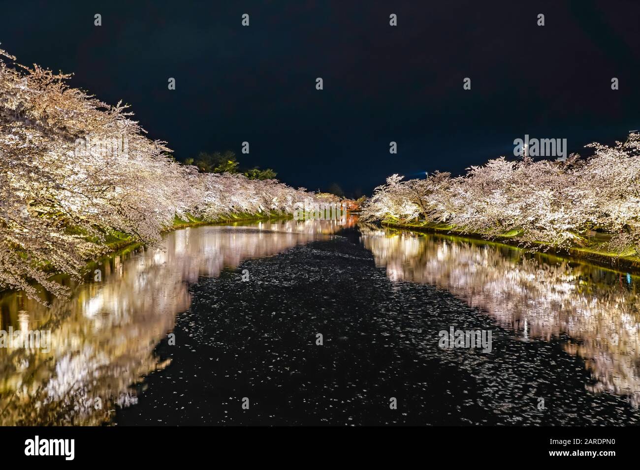 Hirosaki parco ciliegio fiore alberi matsuri festival si accendono di notte in primavera. Bellezza piena fiore rosa sakura fiori in fossato ovest con luci Foto Stock