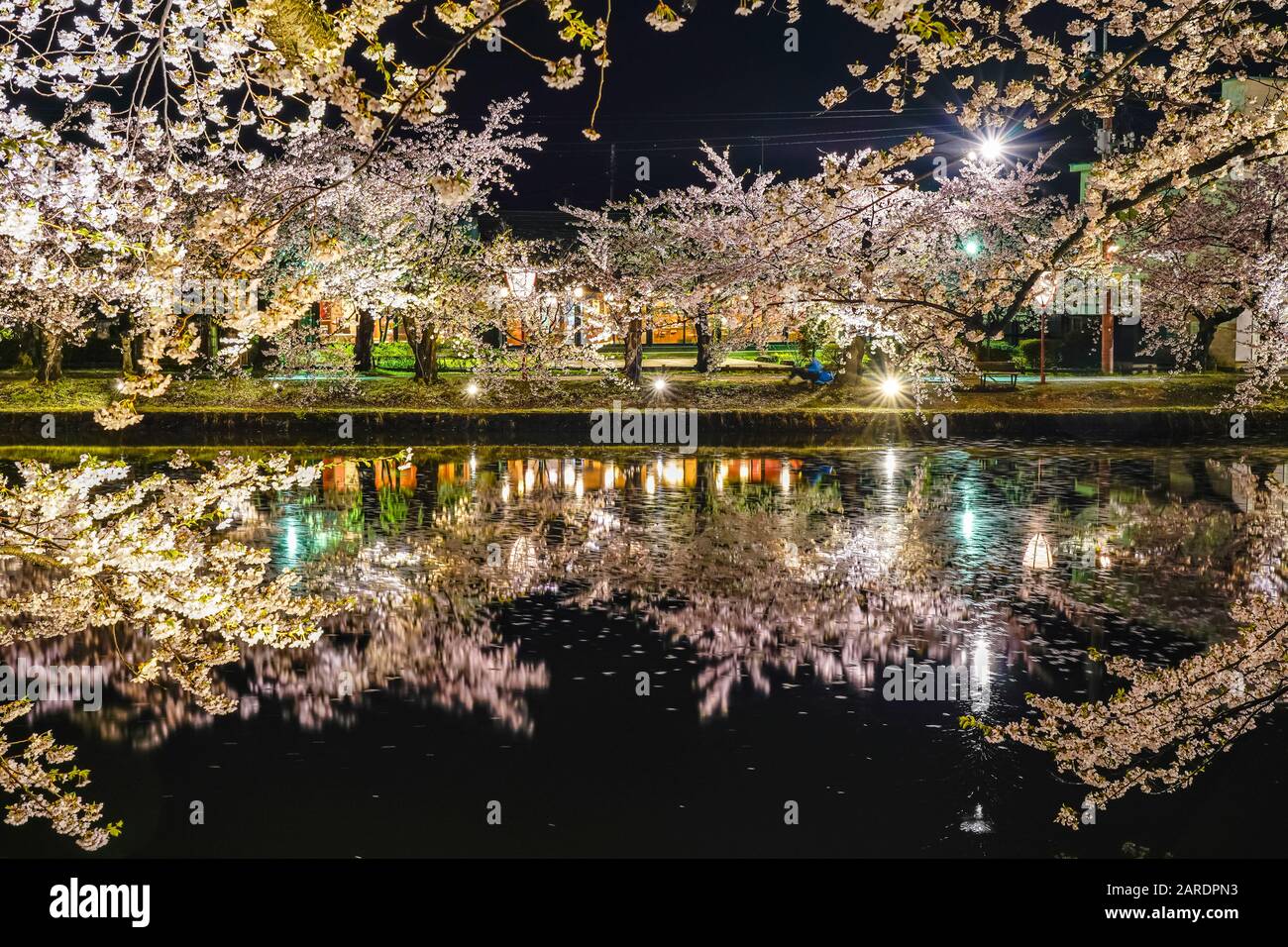 Hirosaki parco ciliegio fiore alberi matsuri festival si accendono di notte in primavera. Bellezza piena fiore rosa sakura fiori in fossato ovest con luci Foto Stock
