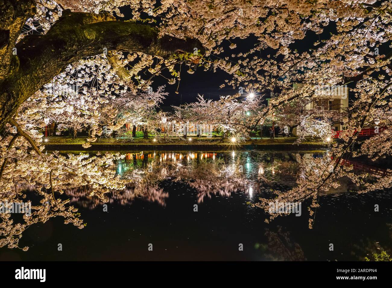 Hirosaki parco ciliegio fiore alberi matsuri festival si accendono di notte in primavera. Bellezza piena fiore rosa sakura fiori in fossato ovest con luci Foto Stock