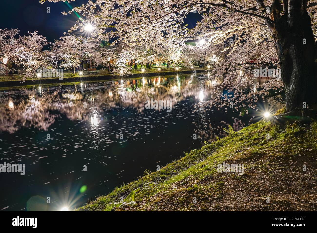 Hirosaki parco ciliegio fiore alberi matsuri festival si accendono di notte in primavera. Bellezza piena fiore rosa sakura fiori in fossato ovest con luci Foto Stock