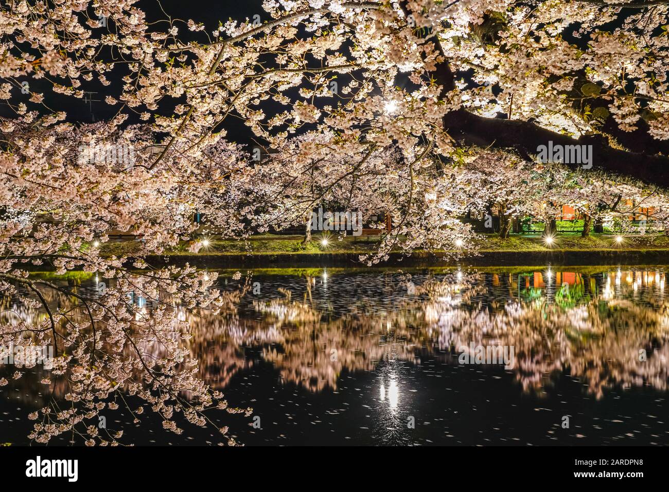 Hirosaki parco ciliegio fiore alberi matsuri festival si accendono di notte in primavera. Bellezza piena fiore rosa sakura fiori in fossato ovest con luci Foto Stock